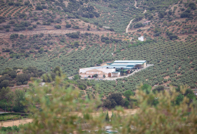 SCA Cooperativa San Rafael 2