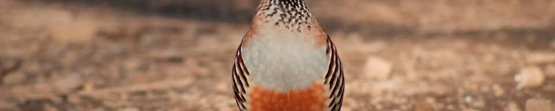 Cacerías Cinegética Raya